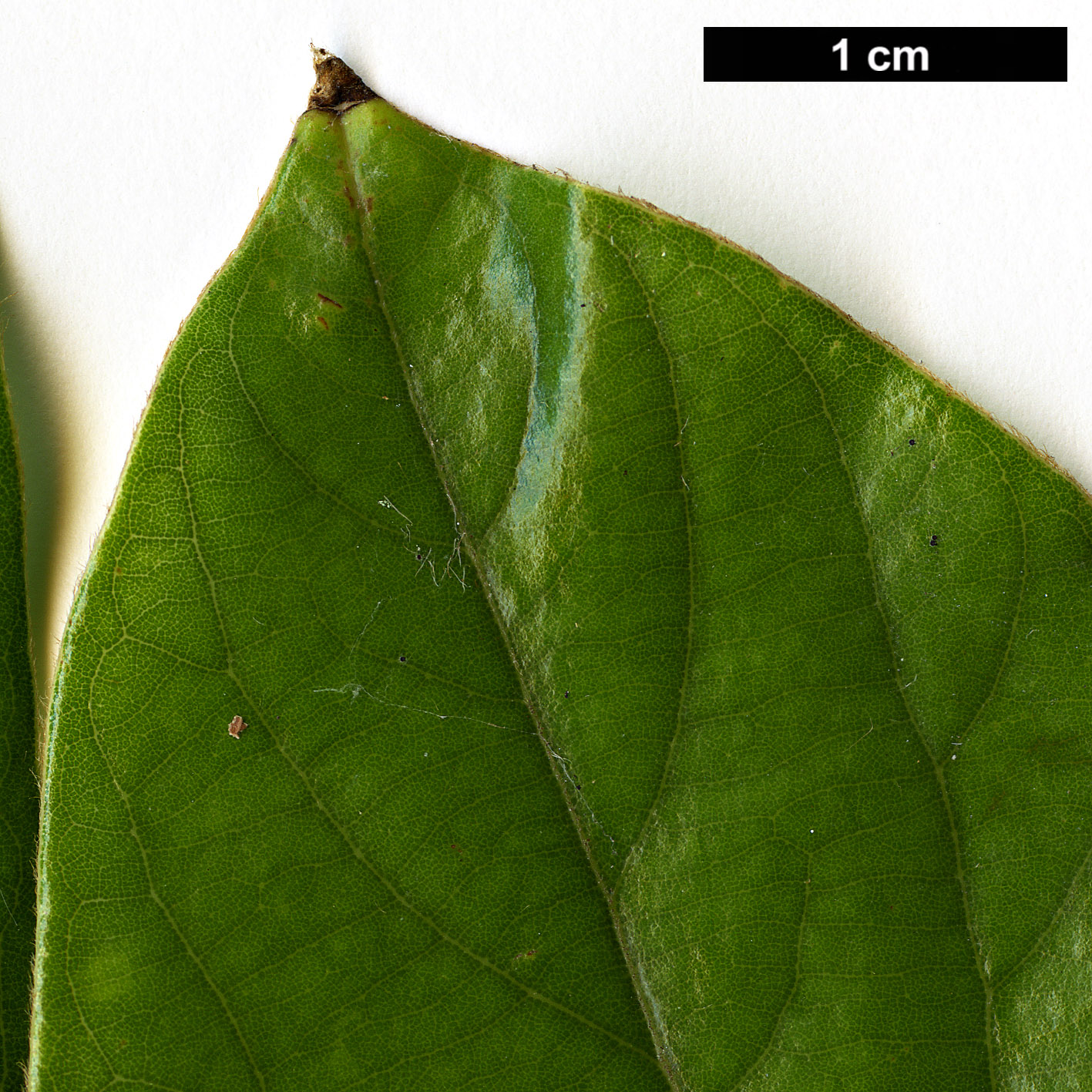 High resolution image: Family: Lauraceae - Genus: Lindera - Taxon: nacusua